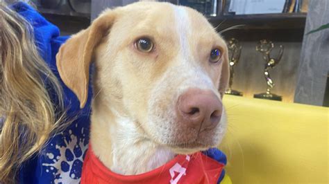 St. Frances Animal Center seeks home for puppy Wallabee in the New Year