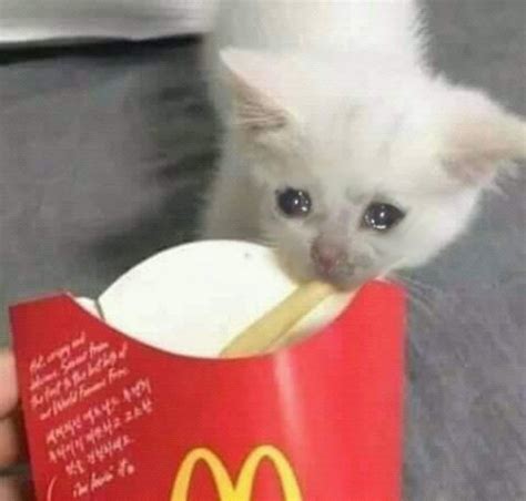 Crying cat french fry MEME GENERATOR TEMPLATE - SoupMemes