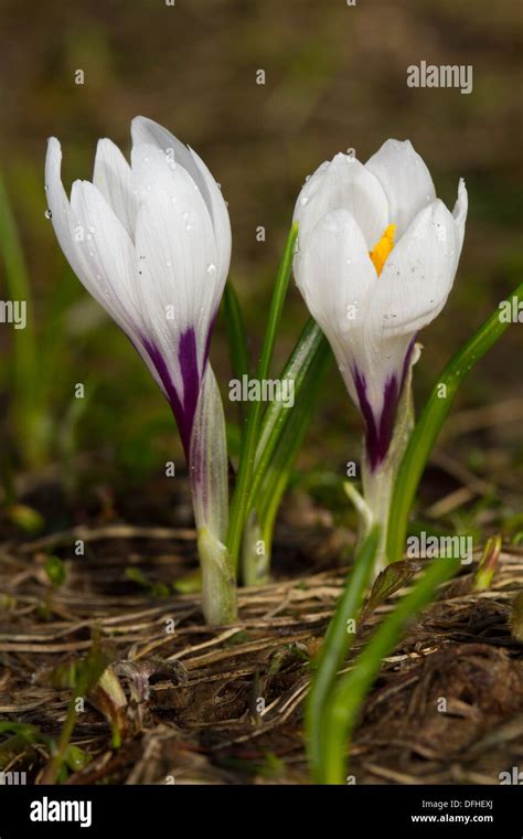 White Crocus (Vernus albiflorus) subspecies albiflorus Stock Photo - Alamy