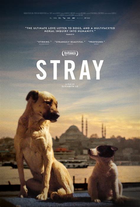 Stray - Film documentaire 2020 - AlloCiné