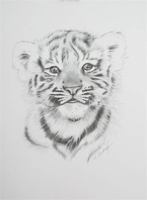 Realistic Animal Drawings, Abstract Pencil Drawings, Pencil Drawings Of ...