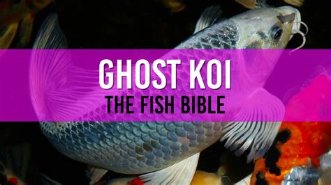 Ghost Koi Pond Fish: The Ethereal Guide