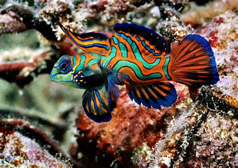 Top 10 most Beautiful and Colorful Fish