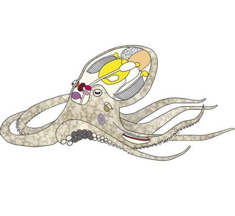 Eight-Armed Enigma? Octopus Research Reveals Problems for Evolutionary Theory | Christian News ...