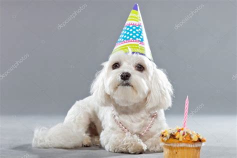 Cute white young maltese dog. Studio shot. — Stock Photo © ysbrand ...