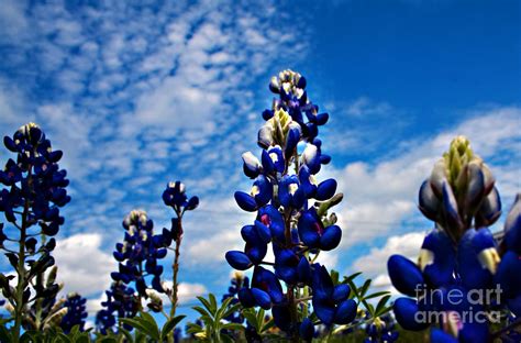 Texas Bluebonnets Photograph by Debbie Evans - Pixels