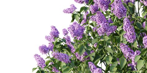 Bush - Flowering Shrub - Syringa Vulgaris 06 - common Lilac - Small ...