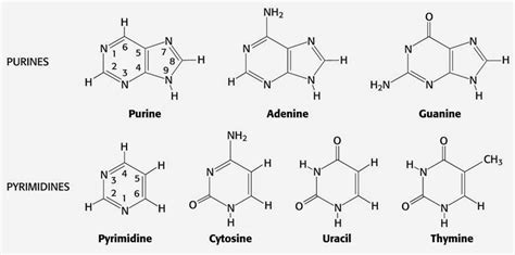 Bio-Resource: DNA Sequencing - Traditional and Next gen Sequencing Methods