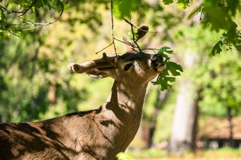 Close-Up Shot of a Deer Eating Grass · Free Stock Photo