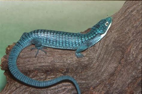 Mexican alligator lizard. Photo by Chuck Dresner | Pet lizards, St louis zoo, Lizard