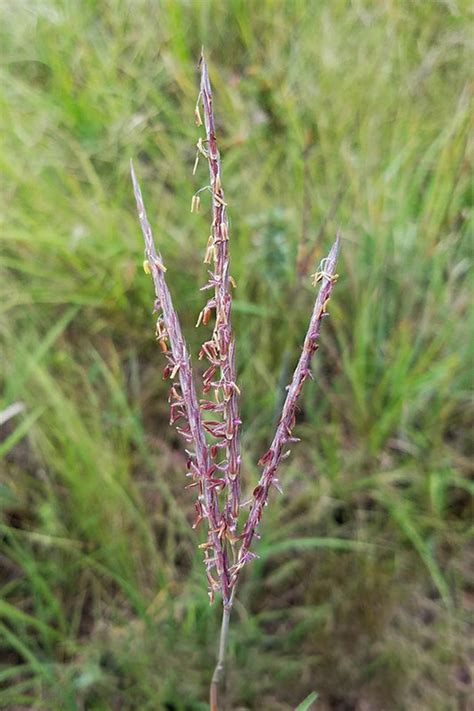 Big Bluestem | Oklahoma State University