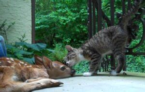 Curious Kitten Meets Baby Fawn & It's Just Too Cute To Miss