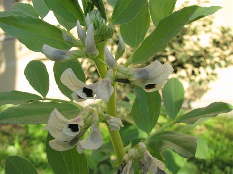 Vicia faba (Bell Bean, Broad Bean, English Bean, Fava Bean, Field Bean ...