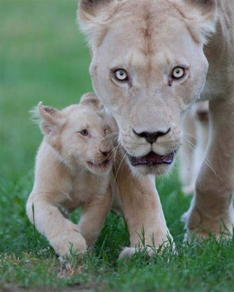 The First Steps Outside Of These Baby White Lions (10 Pics) | Bored Panda