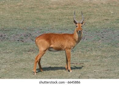 African Reedbuck Antelope Stock Photo 6645886 | Shutterstock