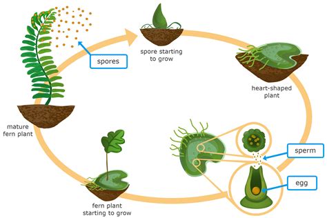 Simple Moss Life Cycle Diagram