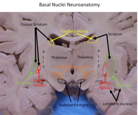 Basal Nuclei + Cerebellum Flashcards | Quizlet