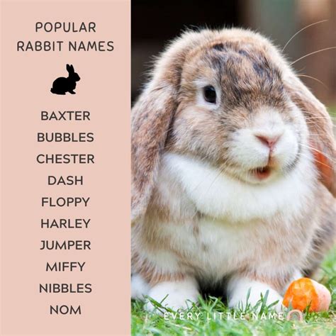 230+ Best Rabbit Names for Your Pet Bunny - Every Little Name