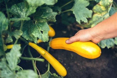 Summer squash is a great plant to include in your summer garden. This category includes yellow ...