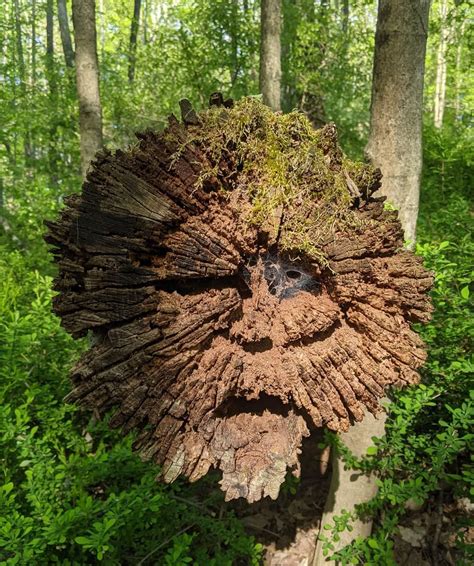 Old Man in the Woods. (found on Facebook) : r/Pareidolia