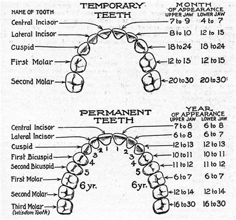 Mouth Diagram | "Health Manual for Teachers" Virginia Health… | Flickr