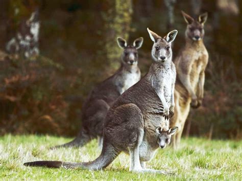 Drought in Australia caused a massive shooting of animals