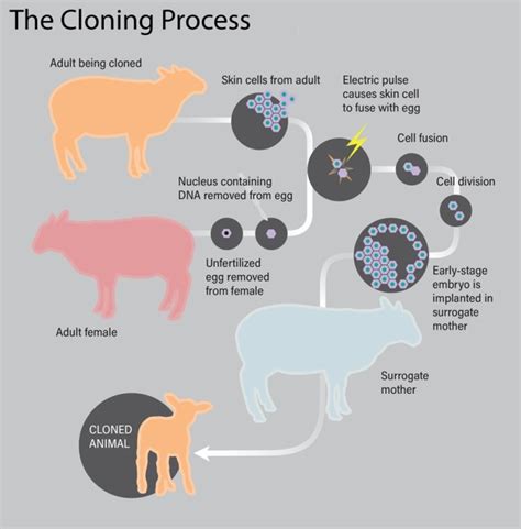 Cloning's Long Legacy — And Why It'll Never Be Used on Humans | Discover Magazine