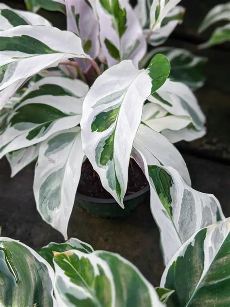 Calathea Care: Caring for Different Calathea Varieties