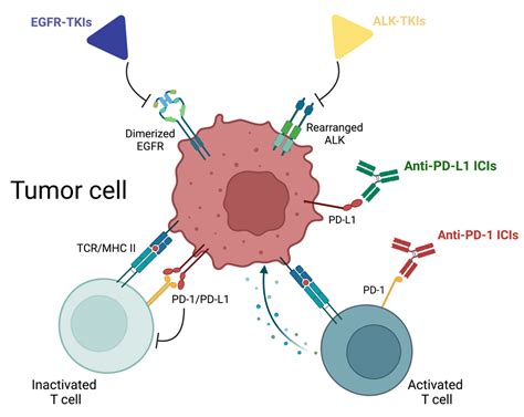 IJMS | Free Full-Text | Targeted Therapy and Immunotherapy in Early-Stage Non-Small Cell Lung ...