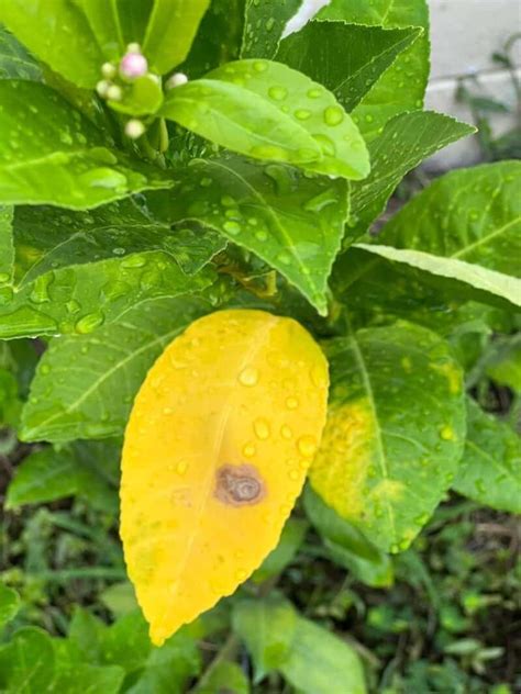 How to Treat Lemon Tree Yellow Leaves? (Causes and Solutions) - Plants ...