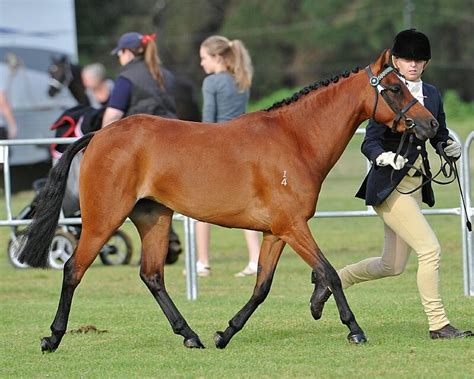 The Australian Riding Pony is a breed of pony developed in Australia since the 1970s. It has ...