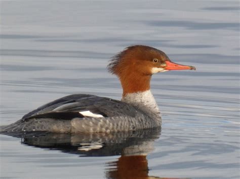 Geotripper's California Birds: A Spectacular Duck: Hooded Mergansers at Lake Washington