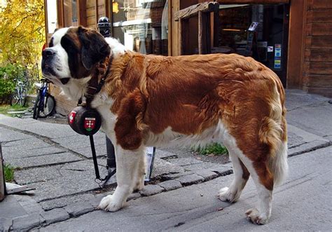 St. Bernard Names – 130+ Perfect Ideas - My Dog's Name