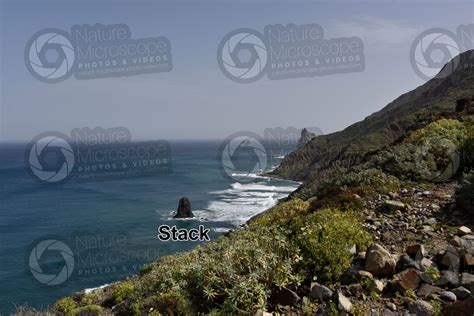 Stack. Anaga. Tenerife. Canary Islands. Spain - Stack - Erosion phenomena - Rocks and Petrology ...