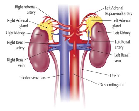 Tumours of the adrenal gland | Condition | CK Ng Urology & Minimally Invasive Surgery