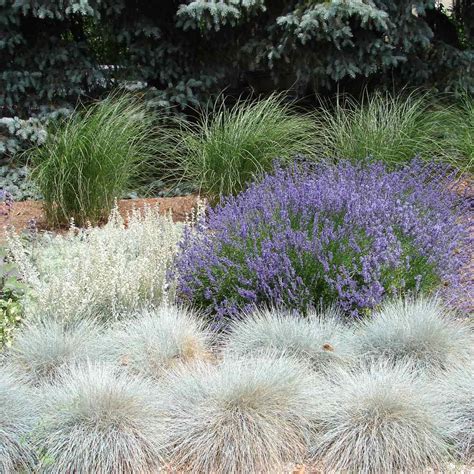 Blue Fescue Seed - Festuca Cinerea Ornamental Grass Seeds