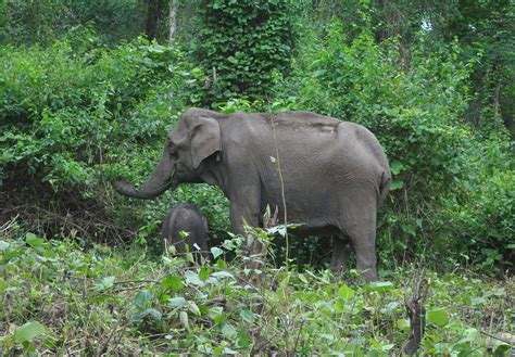 INDIAN TOUR: wild animals in forest