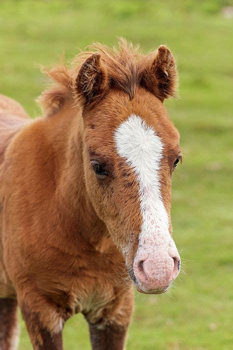 A Dartmoor Pony Foal, Devon, England by Derrick Neill in 2021 | Foals, Dartmoor, Year of the horse