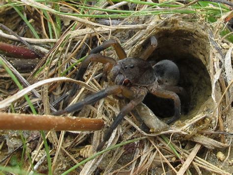 Blue Jay Barrens: Burrowing Wolf Spider - 2011