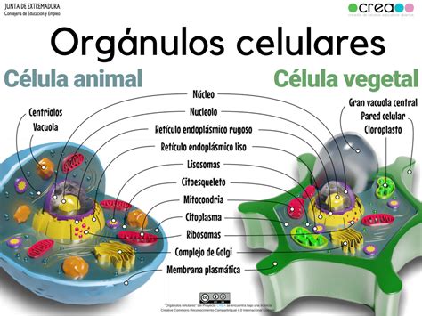 Bioquimbf: Infografías y esquemas de la célula (Biología 701)