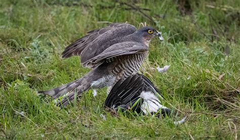 Eurasian Sparrowhawk - Owen Deutsch Photography