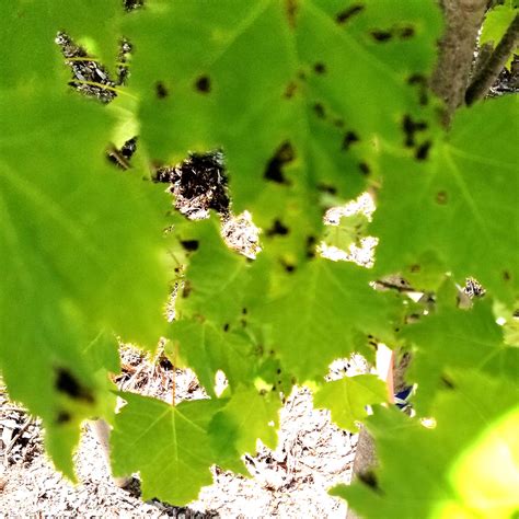 Black Spots on Maple Leaves - O'Donal's Nursery