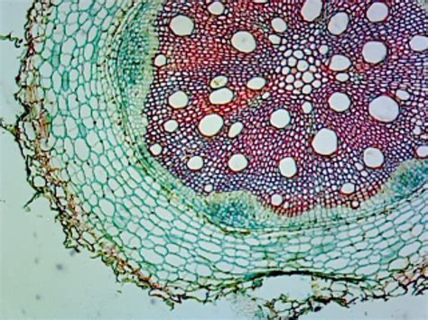 Sunflower (Helianthus) Stem; Typical Monocot Stem; Cross Section - Walmart.com - Walmart.com