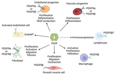 Life | Free Full-Text | The Platelet-Derived Growth Factor Pathway in Pulmonary Arterial ...