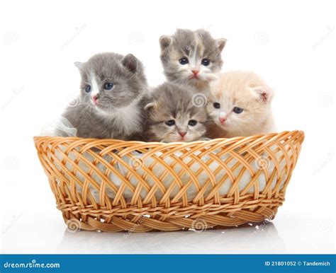 Small Cute Kittens Sitting In A Basket, Close-up Stock Photography ...