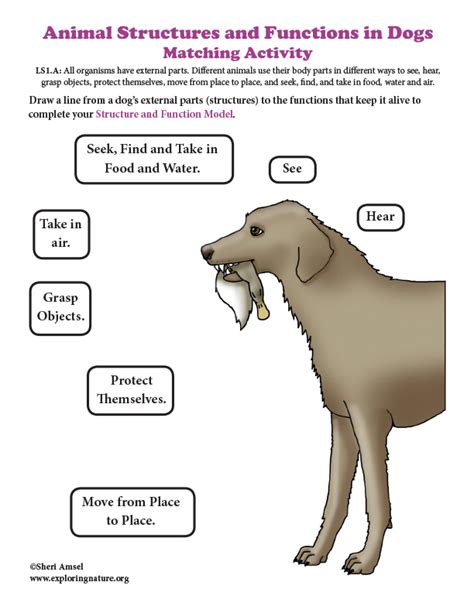 What Are The Parts Of Animals And Their Functions | Reviewmotors.co