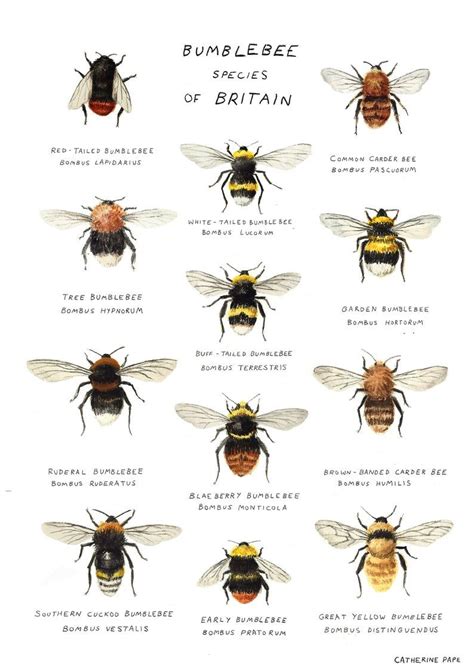 Bumblebee Species Art Print A4 Bee Poster - Etsy