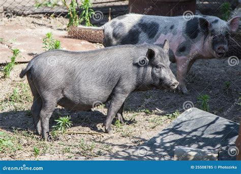 Two farm pigs stock image. Image of barn, grass, meat - 25508785