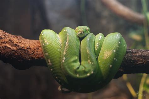 Groene slang | -Ebelien- | Flickr