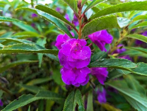 The "pacar Air" Plant with the Scientific Name Impatiens Balsamina is Flowering Purple Stock ...